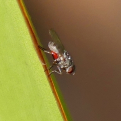 Unidentified True fly (Diptera) at Braemar, NSW - 11 Dec 2023 by Curiosity