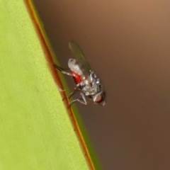 Unidentified True fly (Diptera) at Braemar - 11 Dec 2023 by Curiosity