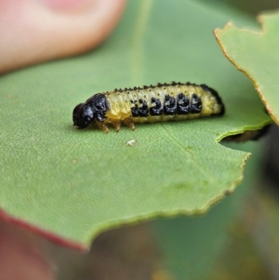 Paropsis atomaria (Eucalyptus leaf beetle) at Farrer Ridge - 13 Dec 2023 by AaronClausen