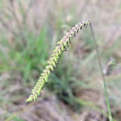 Paspalum dilatatum (Paspalum) at Flea Bog Flat, Bruce - 13 Dec 2023 by trevorpreston