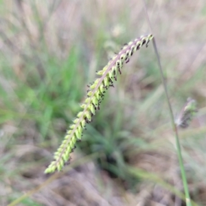 Paspalum dilatatum at Flea Bog Flat, Bruce - 14 Dec 2023 08:09 AM