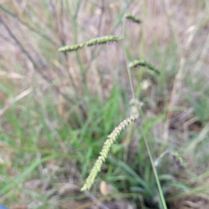 Paspalum dilatatum at Flea Bog Flat, Bruce - 14 Dec 2023 08:09 AM