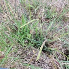 Paspalum dilatatum at Flea Bog Flat, Bruce - 14 Dec 2023 08:09 AM