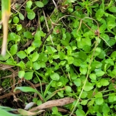 Isotoma fluviatilis subsp. australis at Bruce Ridge to Gossan Hill - 14 Dec 2023 08:04 AM