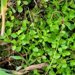 Isotoma fluviatilis subsp. australis at Bruce Ridge to Gossan Hill - 14 Dec 2023 08:04 AM