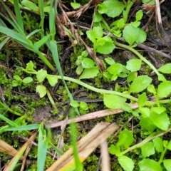 Isotoma fluviatilis subsp. australis at Bruce Ridge to Gossan Hill - 14 Dec 2023 08:04 AM