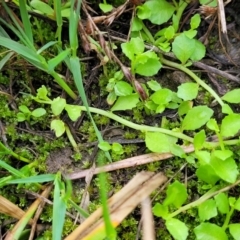 Isotoma fluviatilis subsp. australis at Bruce Ridge to Gossan Hill - 14 Dec 2023