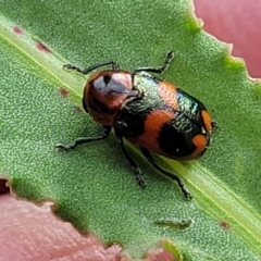 Aporocera (Aporocera) parenthetica (Leaf beetle) at Bruce, ACT - 13 Dec 2023 by trevorpreston