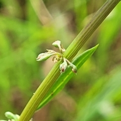 Rumex brownii (Slender Dock) at Bruce, ACT - 13 Dec 2023 by trevorpreston