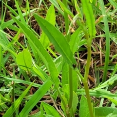 Rumex brownii at Bruce Ridge to Gossan Hill - 14 Dec 2023