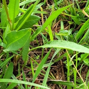 Rumex brownii at Bruce Ridge to Gossan Hill - 14 Dec 2023