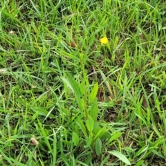 Rumex brownii at Bruce Ridge to Gossan Hill - 14 Dec 2023 08:01 AM