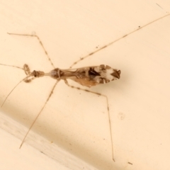 Stenolemus sp. (genus) (Thread-legged assassin bug) at Ainslie, ACT - 12 Dec 2023 by jb2602
