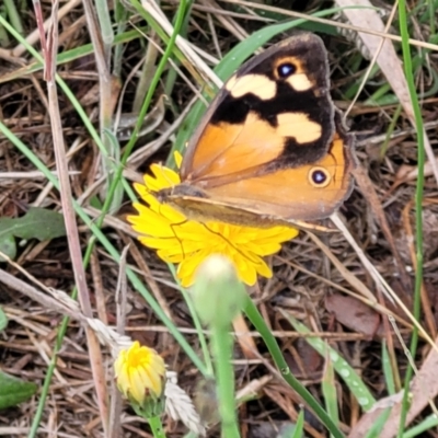 Heteronympha merope (Common Brown Butterfly) at Flea Bog Flat, Bruce - 13 Dec 2023 by trevorpreston