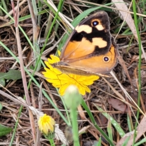 Heteronympha merope at Bruce Ridge to Gossan Hill - 14 Dec 2023