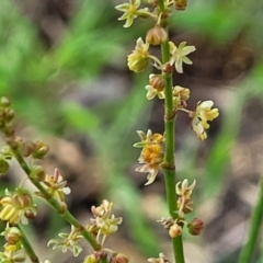 Rumex acetosella (Sheep Sorrel) at Flea Bog Flat, Bruce - 14 Dec 2023 by trevorpreston