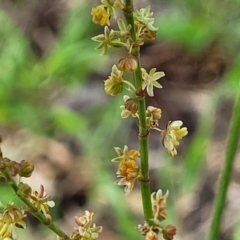 Rumex acetosella at Flea Bog Flat, Bruce - 14 Dec 2023 07:59 AM