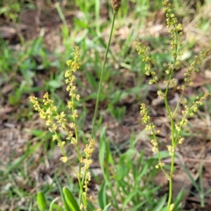 Rumex acetosella at Flea Bog Flat, Bruce - 14 Dec 2023 07:59 AM