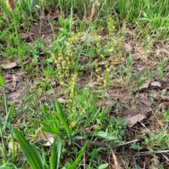 Rumex acetosella at Flea Bog Flat, Bruce - 14 Dec 2023