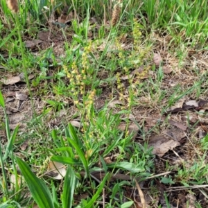 Rumex acetosella at Flea Bog Flat, Bruce - 14 Dec 2023