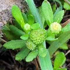 Centipeda cunninghamii (Common Sneezeweed) at Bruce Ridge to Gossan Hill - 13 Dec 2023 by trevorpreston