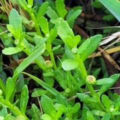 Centipeda cunninghamii at Bruce Ridge to Gossan Hill - 14 Dec 2023