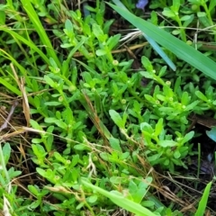 Centipeda cunninghamii at Bruce Ridge to Gossan Hill - 14 Dec 2023 07:58 AM