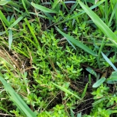 Centipeda cunninghamii at Bruce Ridge to Gossan Hill - 14 Dec 2023