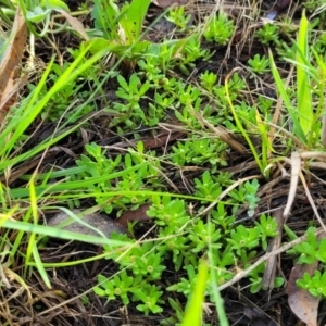 Centipeda cunninghamii at Bruce Ridge to Gossan Hill - 14 Dec 2023