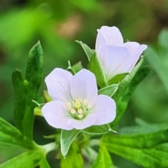 Geranium sp. Pleated sepals (D.E.Albrecht 4707) Vic. Herbarium at Flea Bog Flat, Bruce - 13 Dec 2023 by trevorpreston