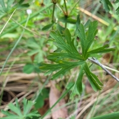 Geranium sp. Pleated sepals (D.E.Albrecht 4707) Vic. Herbarium at Bruce Ridge to Gossan Hill - 14 Dec 2023