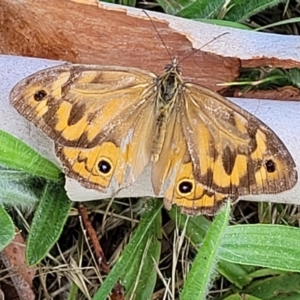 Heteronympha merope at Bruce Ridge to Gossan Hill - 14 Dec 2023 07:51 AM