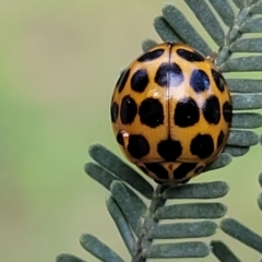 Harmonia conformis (Common Spotted Ladybird) at Bruce Ridge to Gossan Hill - 14 Dec 2023 by trevorpreston