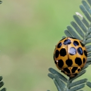 Harmonia conformis at Flea Bog Flat, Bruce - 14 Dec 2023 07:51 AM