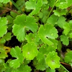 Hydrocotyle sibthorpioides (A Pennywort) at Flea Bog Flat, Bruce - 14 Dec 2023 by trevorpreston