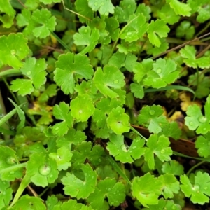 Hydrocotyle sibthorpioides at Bruce Ridge to Gossan Hill - 14 Dec 2023