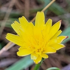 Leontodon saxatilis (Lesser Hawkbit, Hairy Hawkbit) at Bruce Ridge to Gossan Hill - 14 Dec 2023 by trevorpreston