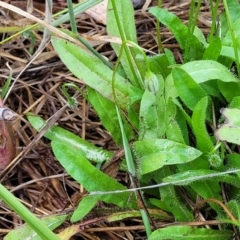 Leontodon saxatilis at Bruce Ridge to Gossan Hill - 14 Dec 2023 07:45 AM