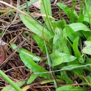 Leontodon saxatilis at Bruce Ridge to Gossan Hill - 14 Dec 2023