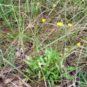 Leontodon saxatilis at Bruce Ridge to Gossan Hill - 14 Dec 2023