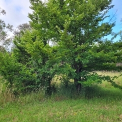 Ulmus procera (English Elm) at Bruce Ridge to Gossan Hill - 14 Dec 2023 by trevorpreston