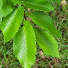 Ulmus procera at Bruce Ridge to Gossan Hill - 14 Dec 2023