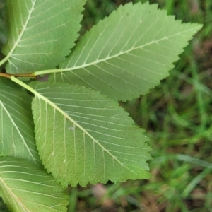 Ulmus procera at Bruce Ridge to Gossan Hill - 14 Dec 2023 07:43 AM