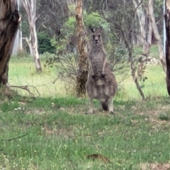 Macropus giganteus (Eastern Grey Kangaroo) at Bruce, ACT - 13 Dec 2023 by trevorpreston