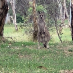 Macropus giganteus (Eastern Grey Kangaroo) at Bruce Ridge to Gossan Hill - 14 Dec 2023 by trevorpreston