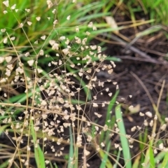 Briza minor (Shivery Grass) at Flea Bog Flat, Bruce - 14 Dec 2023 by trevorpreston