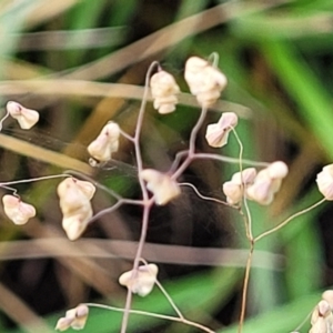 Briza minor at Bruce Ridge to Gossan Hill - 14 Dec 2023