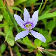 Isotoma fluviatilis subsp. australis (Swamp Isotome) at Bruce Ridge to Gossan Hill - 13 Dec 2023 by trevorpreston