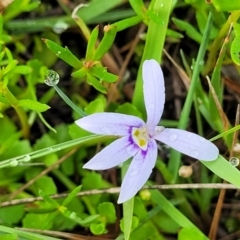 Isotoma fluviatilis subsp. australis at Bruce Ridge to Gossan Hill - 14 Dec 2023 07:39 AM