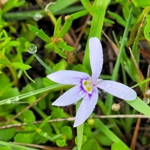 Isotoma fluviatilis subsp. australis at Bruce Ridge to Gossan Hill - 14 Dec 2023